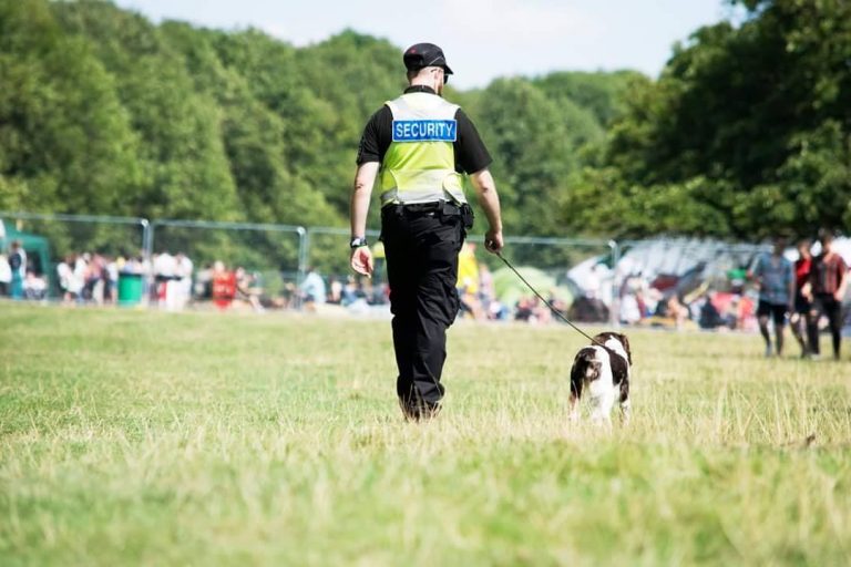 Drugs Detection dog at a festival